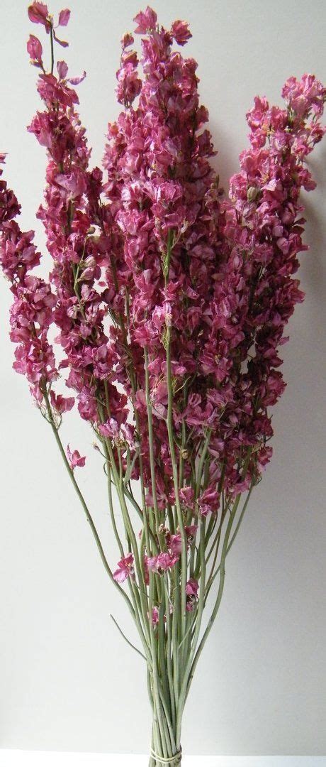 My mother just always told me to hold them upside down haha. Delphinium bunch dried pink | Delphinium flowers ...
