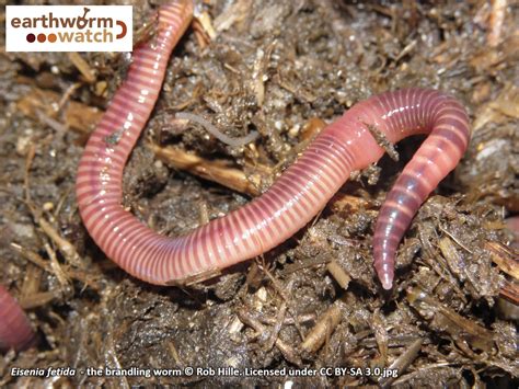 Earthworm Watch The Results Earthworm Society Of Britain