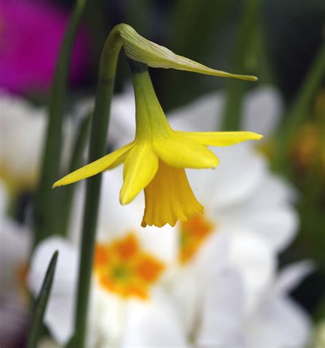 Daffodil Spring Flower Free Photo On Pixabay Pixabay