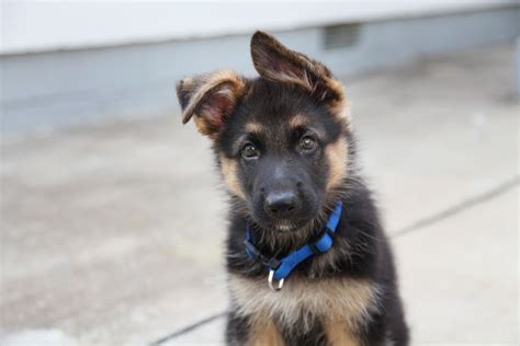 German Shepherds Dogs And Puppies Jack Animals Animales Animaux