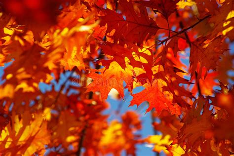 Autumn Leaves Stock Photo Image Of Leaf Autumn Season 28384