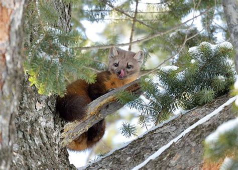 Sable Marten Stock Photos Pictures And Royalty Free Images Istock
