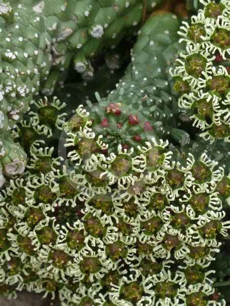 Euphorbia Caput Medusae Small Leaf Form Medusas Head Information