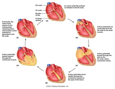 Conduction Of Heart Contraction Human Anatomy And Physiology Cardiac Cycle Cardiac Nursing