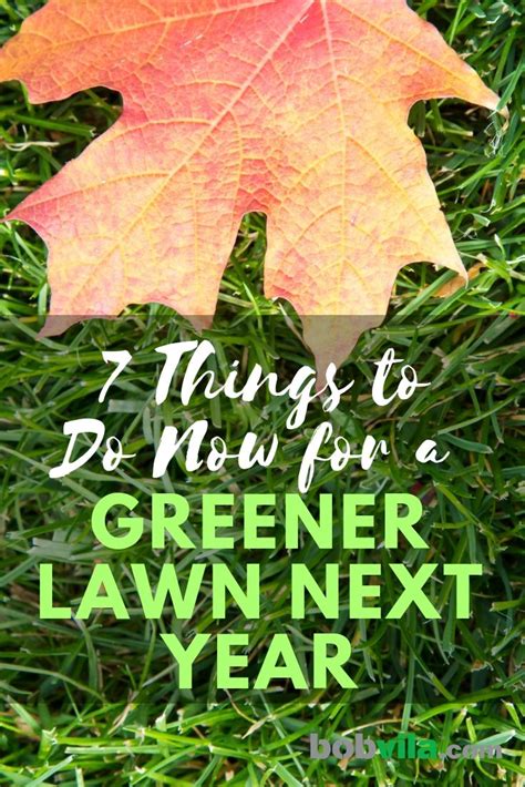 7 Things To Do Now For A Greener Lawn Next Year Healthy Lawn Lawn