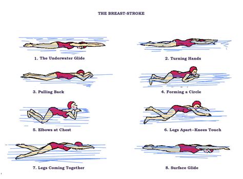 Dee S Guide For Swimming The Four Strokes