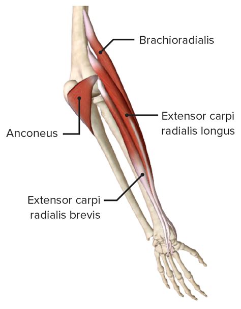 Musculos Del Antebrazo Abc Fichas