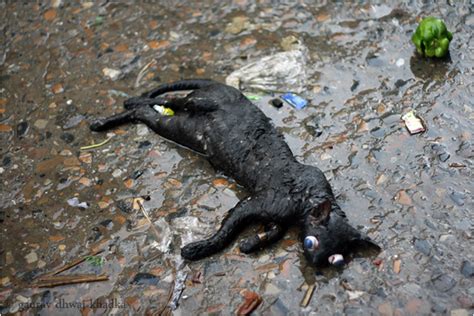 Eye Popper Eye Popper Dead Black Cat At Maitidevi Chw Flickr