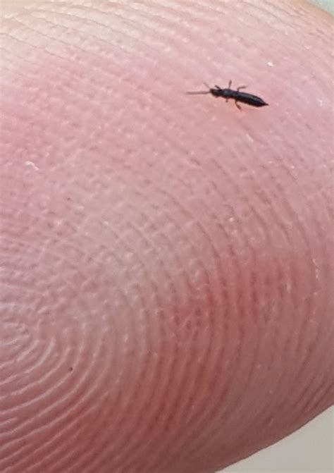 Identifying Tiny Flying Black Insects Thriftyfun Vrogue