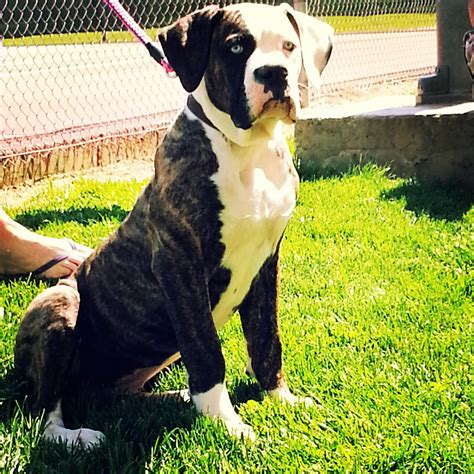 B&B Kennels American Bulldog Breeder