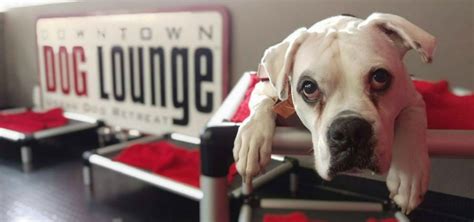 Downtown Dog Lounge Discover South Lake Union