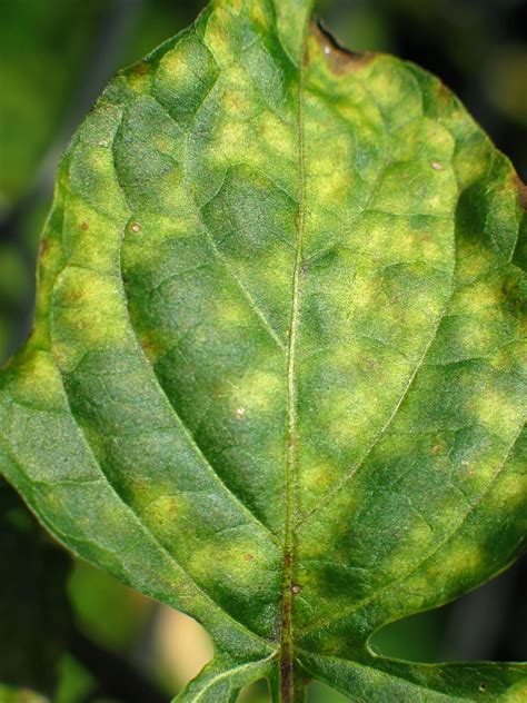 Leaf Mold On Tomatoes Vegetable Pathology Long Island Horticultural