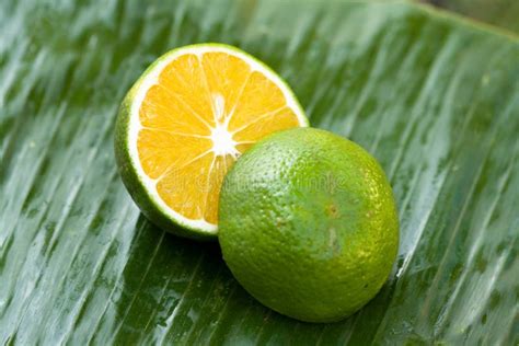 Green Orange Stock Image Image Of Climate Nutrient 14256445