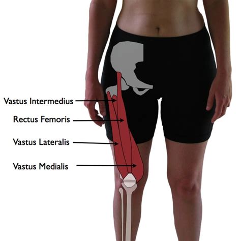 Punkty Spustowe Vastus Medialis The Knee Pain Trigger Points Part Triggerpointtherapist