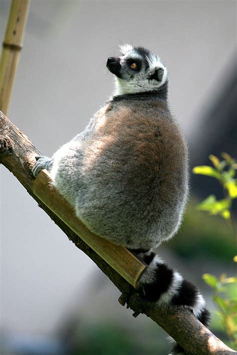 Ring Tailed Lemur 05 Kabacchi Flickr