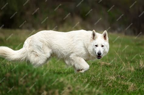 White German Shepherd Wolf Hybrid