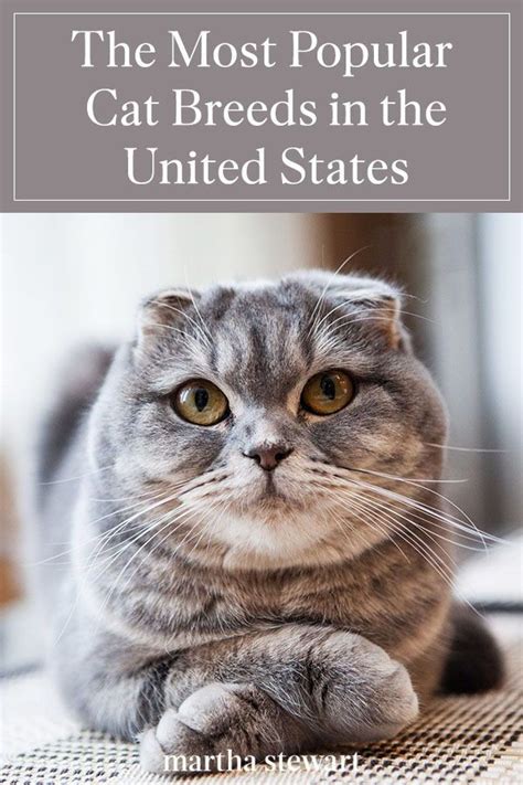 The Most Popular Cat Breeds in the United States in 2020 | Popular cat