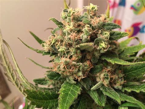 Just Harvested Is This Bud Rot Thcfarmer