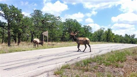 View A Wild Elk Herd In The Wichita Mountains Wildlife Refuge In Oklahoma