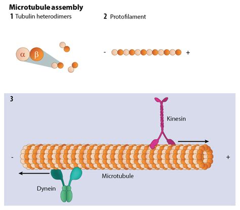 Centrosome structure and protein domain mapping. What are microtubules? | MBInfo