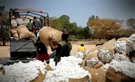 Tanzania Stakeholders List Cotton Impediments