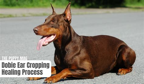 Doberman Ear Healing Process Timeframe Advice And Tips The Puppy Mag