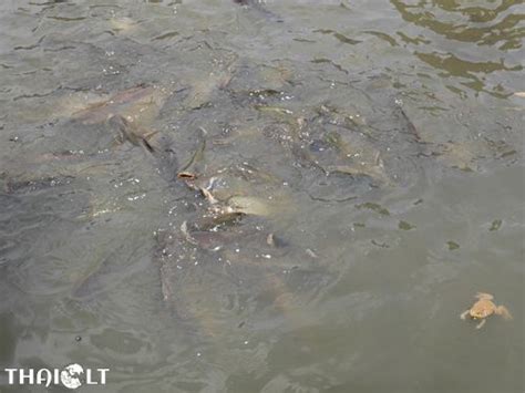 Paw it out with your friends both online and offline. Animal Release for Making Merit in Thailand | THAIest