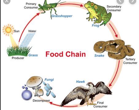 This transfer of energy is called a food web. What is Food Chain Definition and Examples | Read Biology