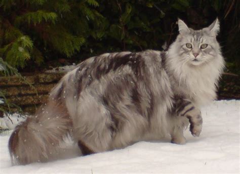 Top 10 Largest Domestic Cat Breeds In The World Disk