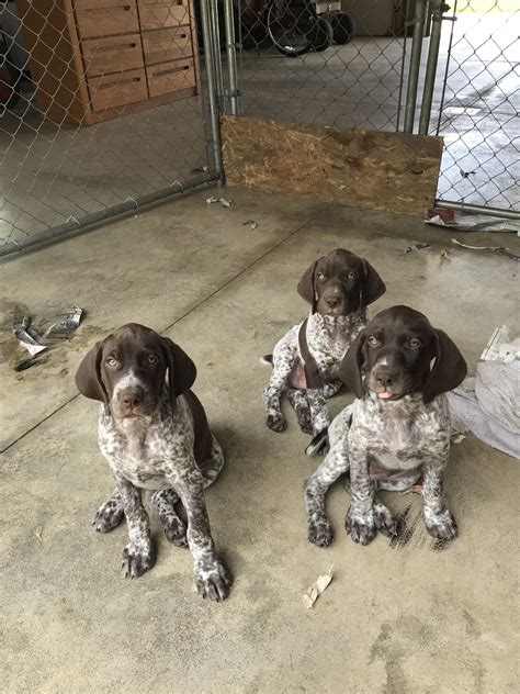 We are about an hour northeast of lexington, ky and about two hours southeast of cincinnati, oh. German Shorthaired Pointer Puppies!!! | Michigan Sportsman ...
