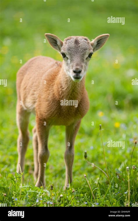 European Mouflon Ovis Ammon Musimon Lamb Thuringia Germany Stock