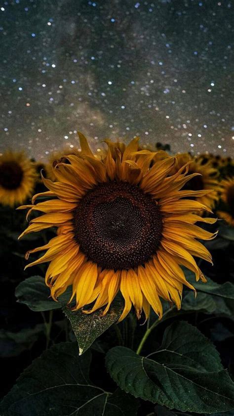 Download Sunflower In Starry Night Iphone Wallpaper