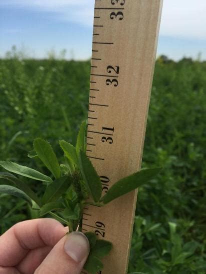 Estimating First Crop Alfalfa Harvest Using Peaq Integrated Crop