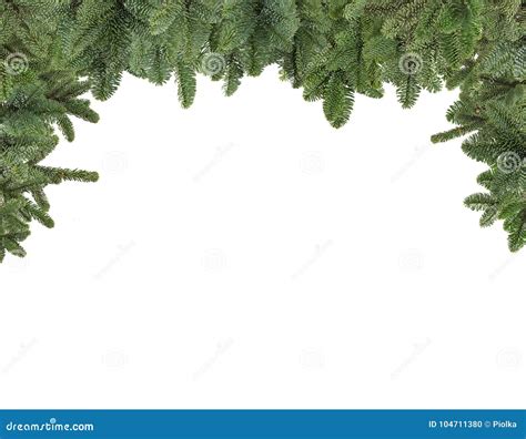 Pine Branches Christmas Decoration Isolated Stock Photo Image Of