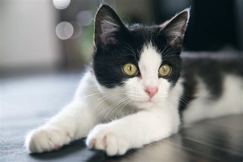 There are currently 33 laser hair removal + nose questions and doctor answers on realself. Free Images : white, cute, pet, relax, kitten, feline ...
