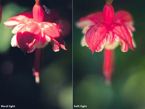 How To Use Soft Light In Photography The Creative Photographer