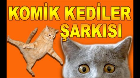 Mİnİk Kedİm Şarkisi En Komik Kedi Videoları Komik Kediler Şarkısı Youtube