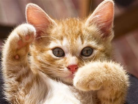Small Red Cat Plays Wallpapers And Images Wallpapers Pictures Photos