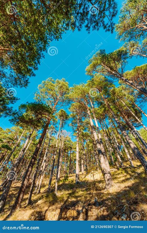 Tall And Slim Trees Pine Tree Forest Stock Image Image Of Penyagolosa