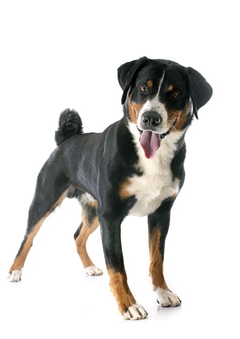 Swiss Mountain Dog Breeds The Smart Dog Guide