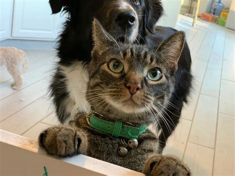 Brianna's Fur Babies Pet Services - House Sitting, Pet Boarding and Pet