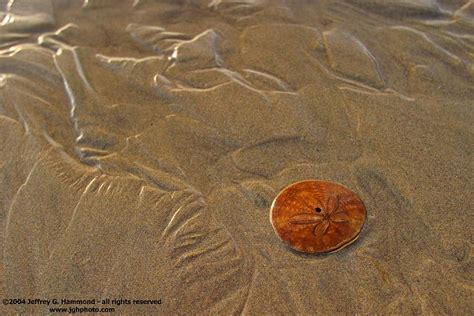 Sand Dollar On Beach A Photo On Flickriver