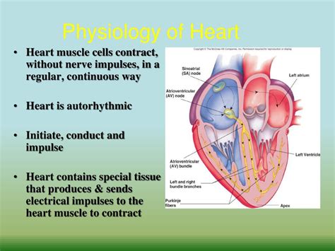 Ppt Heart Physiology Powerpoint Presentation Free Download Id3130226