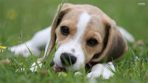 Cute Beagle Dog Lying On The Grass Wallpapers And Images Wallpapers