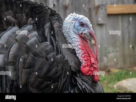 Domestic Male Turkey Bird Stock Photo Alamy