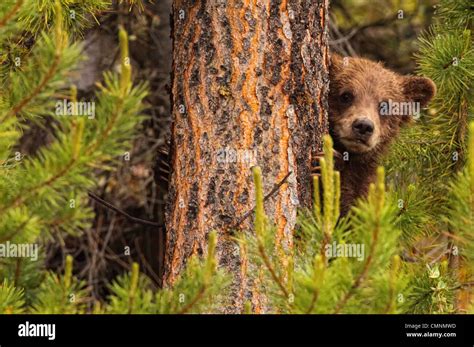 Grizzly Bear Cub Up A Tree Yukon Stock Photo Alamy