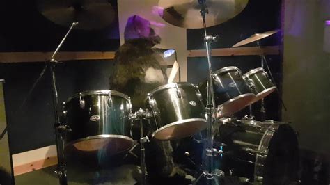 Gorilla Playing Drums Youtube