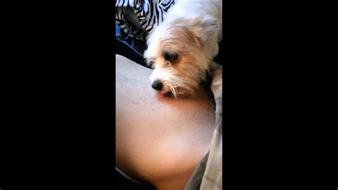 Dog Licking Belly Button Youtube