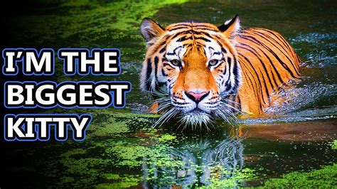 Tiger Facts The True King Of The Jungle Animal Fact Files Youtube