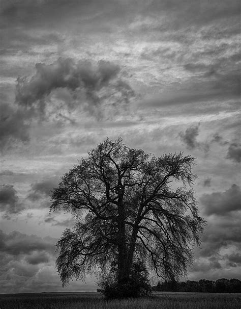 Stormy Tree Photograph By Gavin Baker